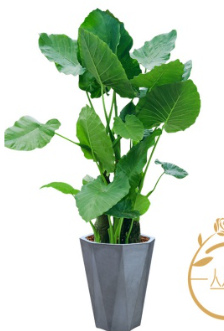 重庆重庆高端仿真花批发